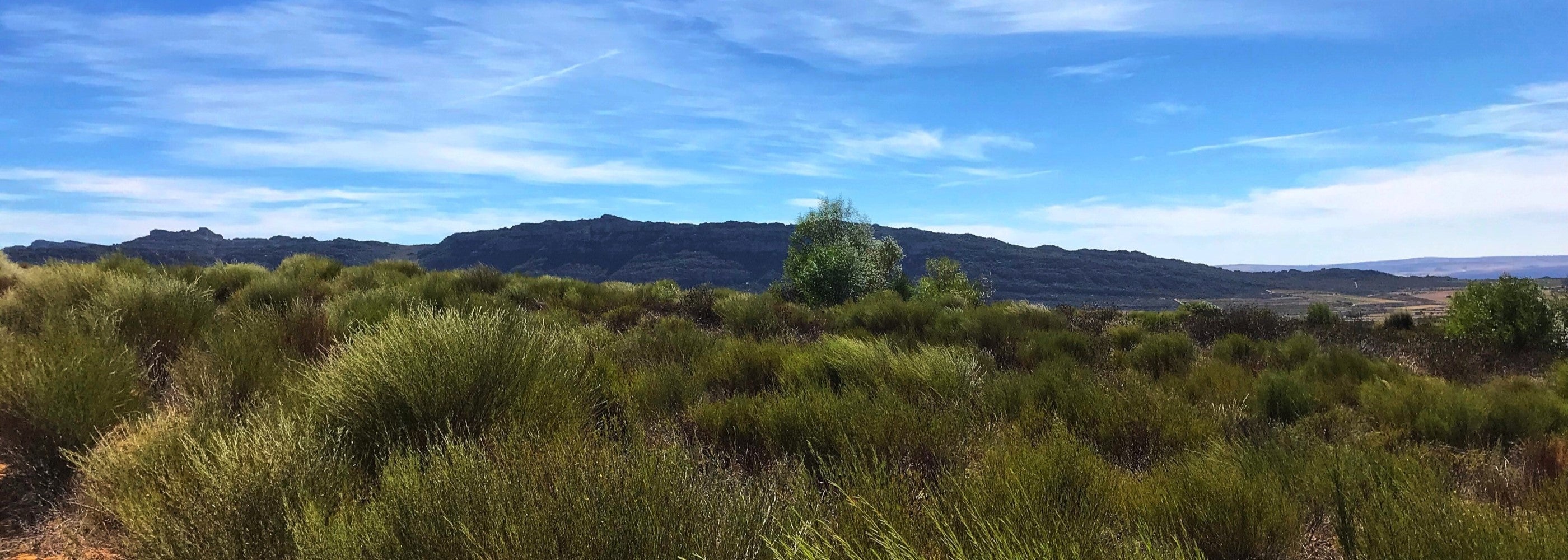 Rooibostee/Honeybush